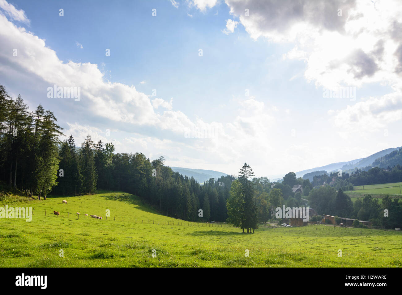 Spital am Semmering: pasture cows at pass Semmering, , Steiermark, Styria, Austria Stock Photo