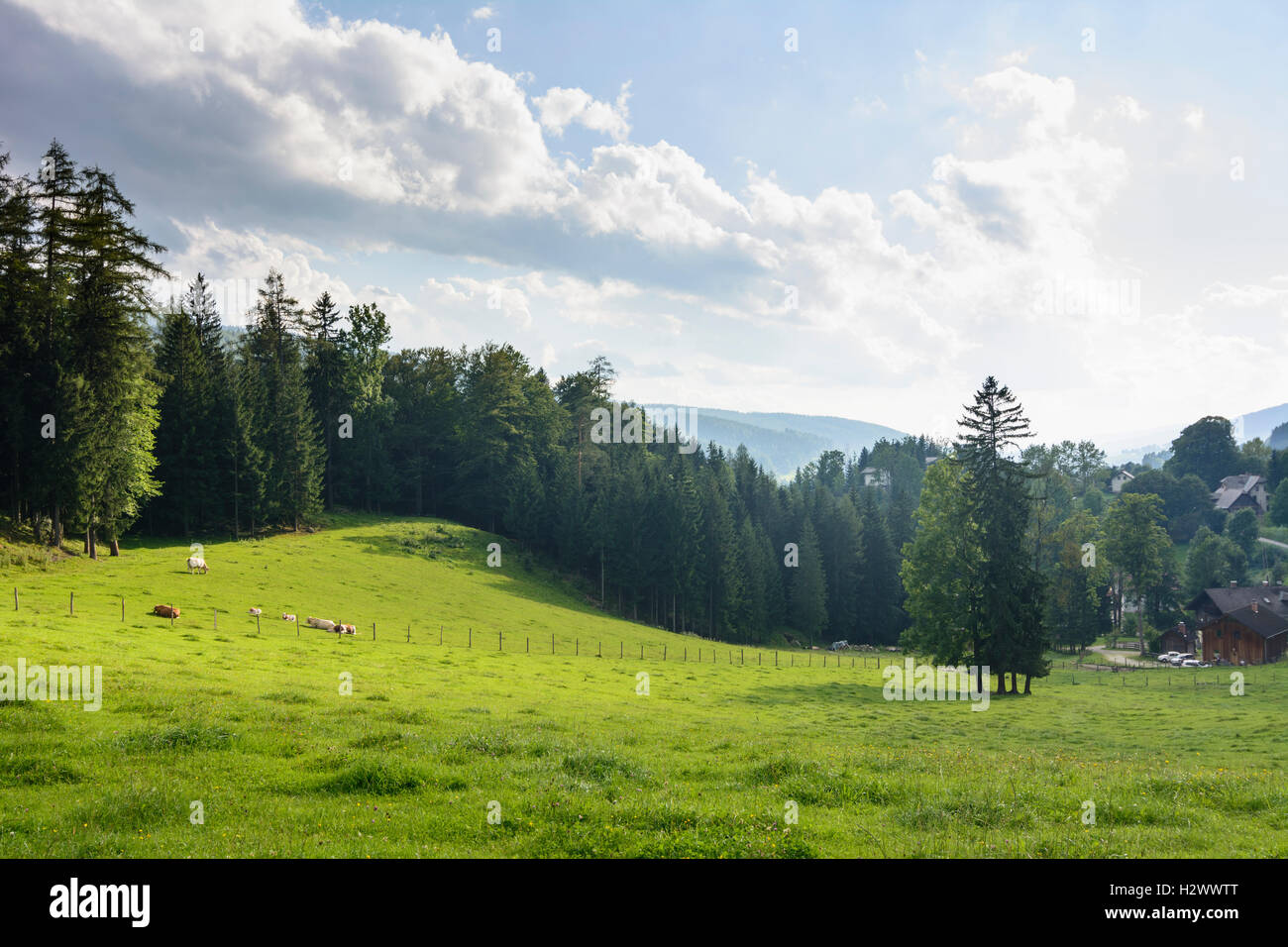 Spital am Semmering: pasture cows at pass Semmering, , Steiermark, Styria, Austria Stock Photo