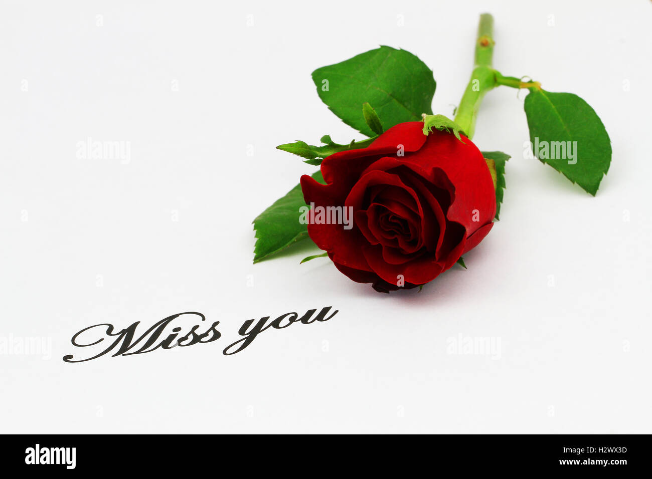 Miss you written on white paper with red rose Stock Photo - Alamy