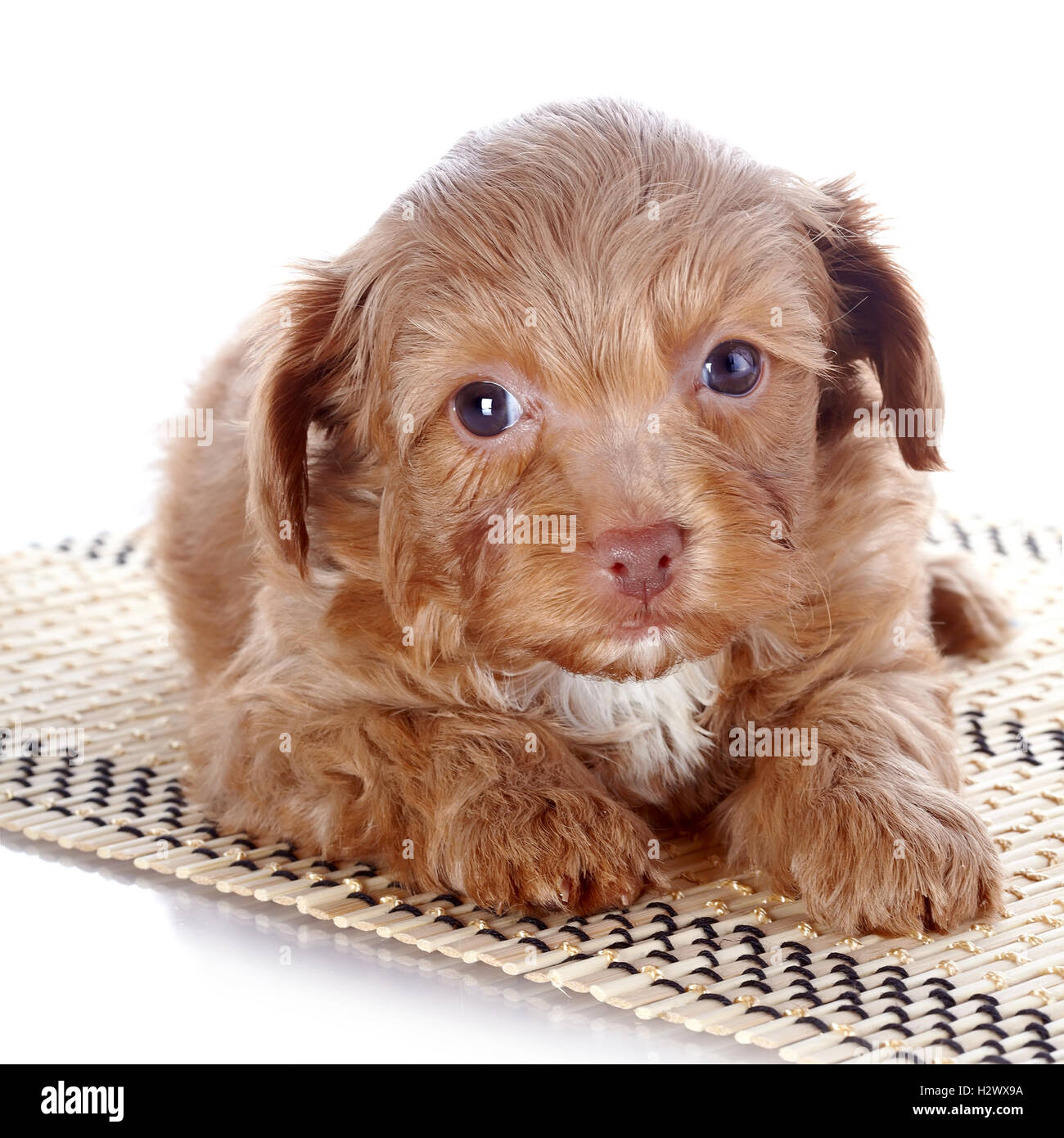 Puppy on a rug Stock Photo Alamy