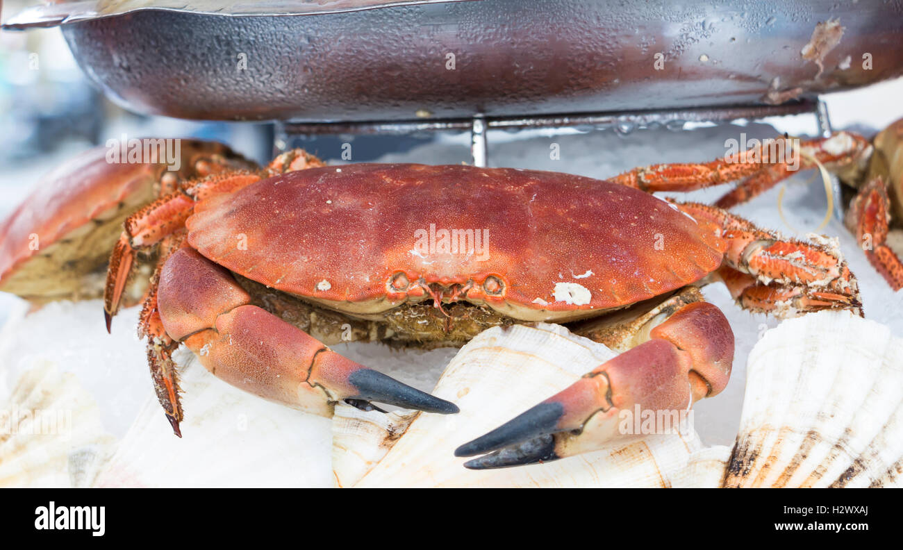 Seagem Large Long Crab Platter