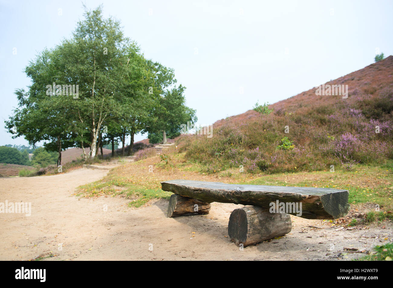 Empty wooden bench in heather in landscape Stock Photo