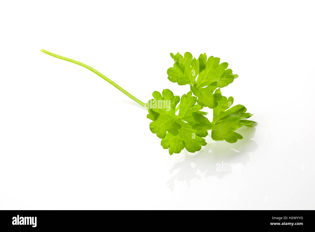Parsley leaf isolated Stock Photo - Alamy