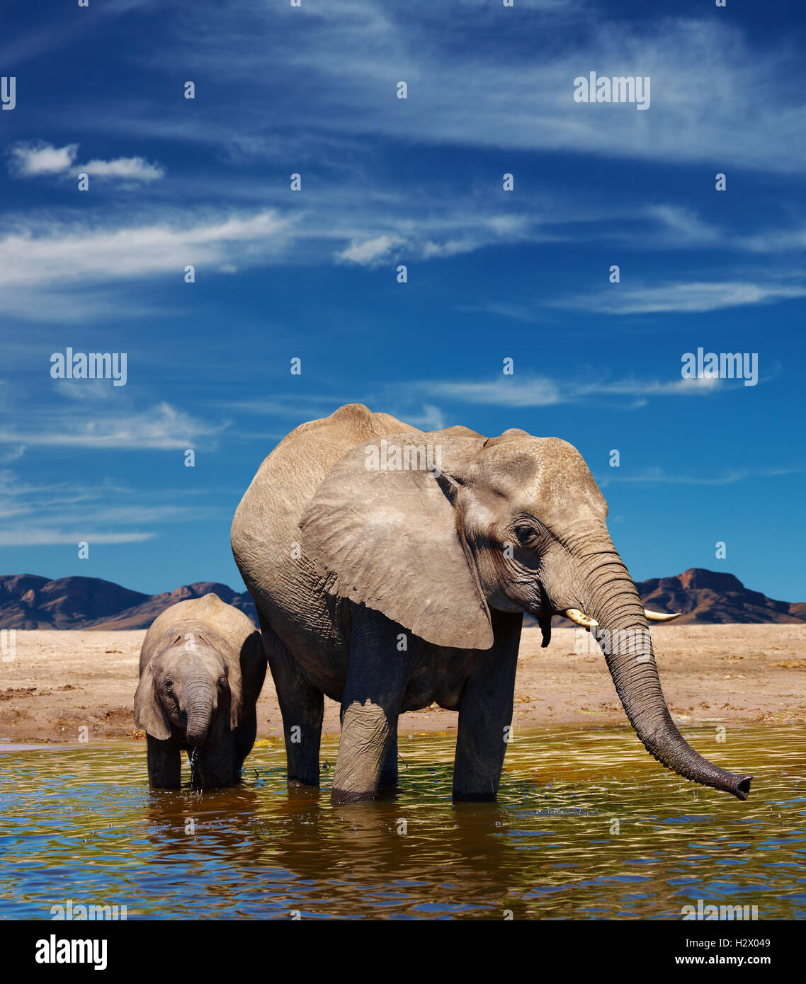 Mother and baby elephants at watering in african savanna Stock Photo