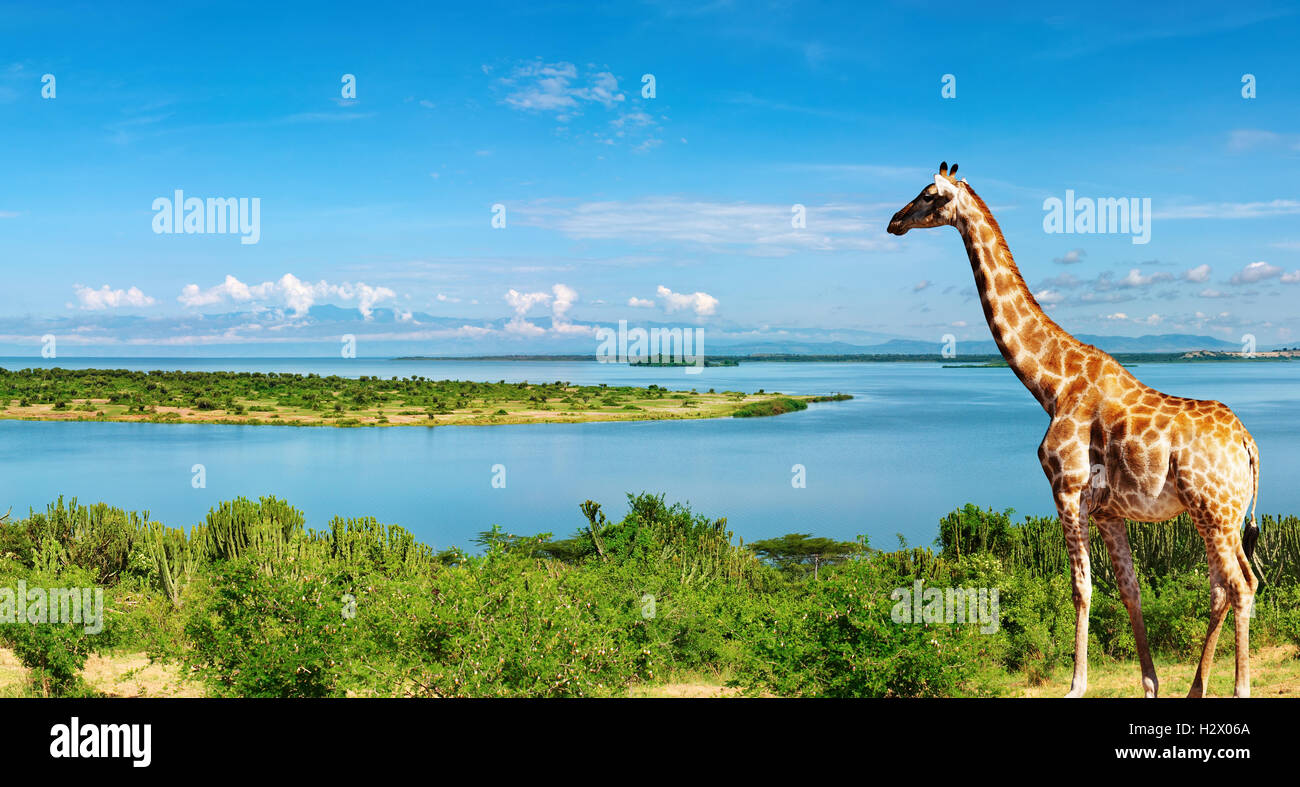 African landscape with Nile River and giraffe Stock Photo
