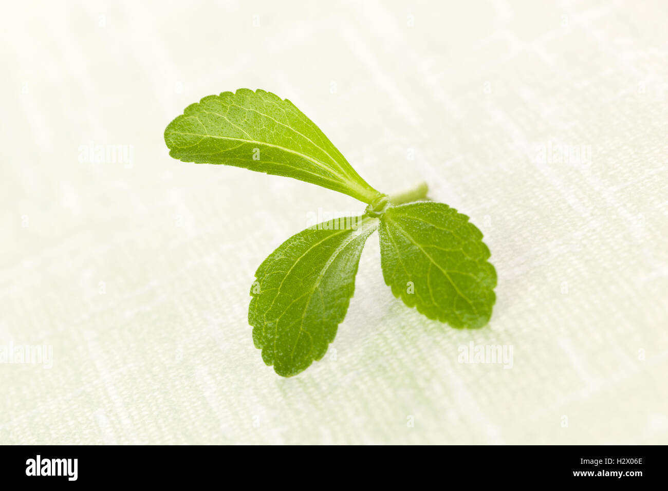 Stevia sugarl leaf Stock Photo Alamy