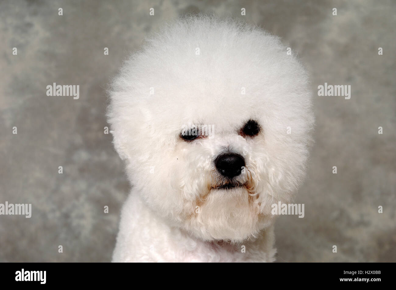 Face of poodle dog Stock Photo - Alamy