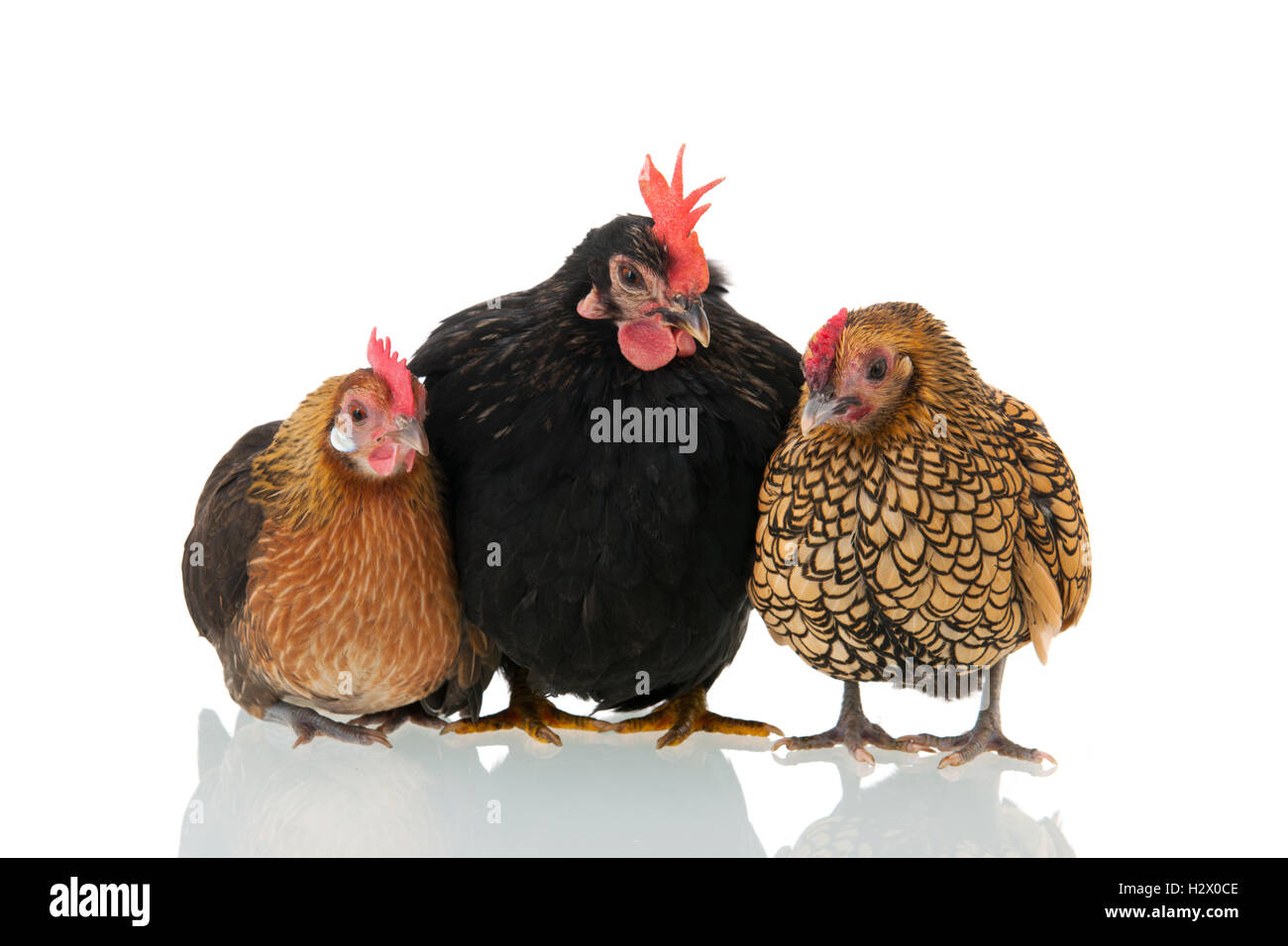Chickens isolated over white background Stock Photo