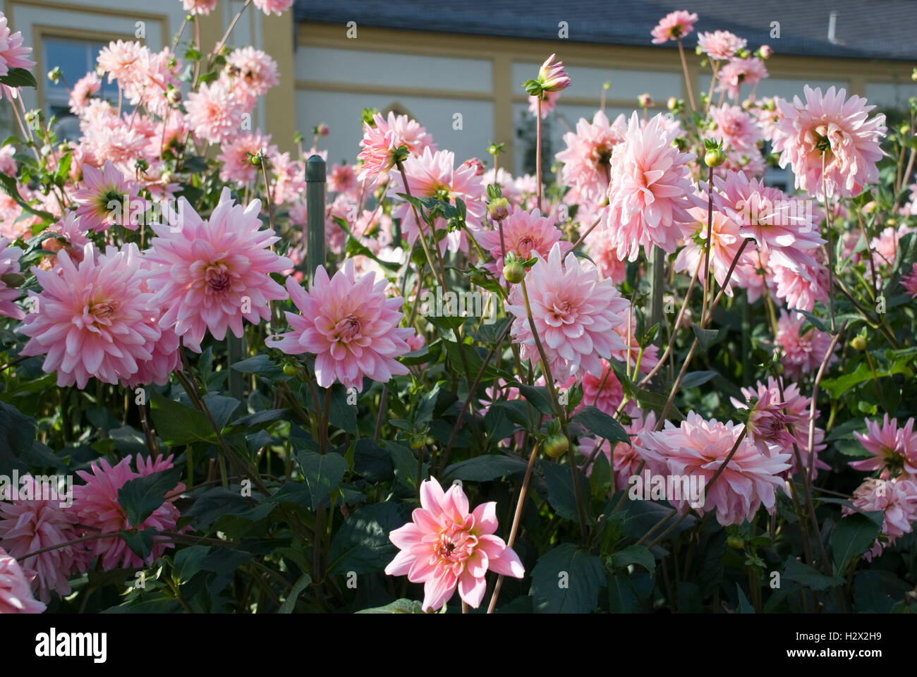 pink dahlia background Stock Photo - Alamy