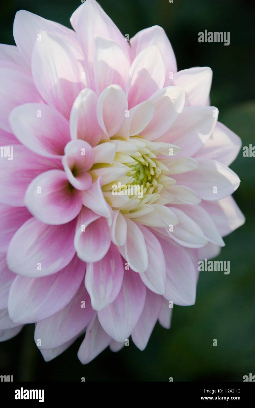 pink white dahlia Stock Photo - Alamy