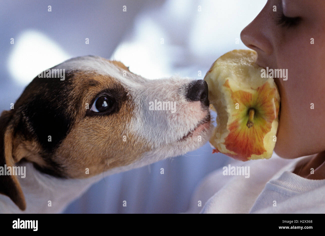 Young girl with her puppy ( Jack Russell Terrier) intensely looking at each other and eating an apple together Stock Photo