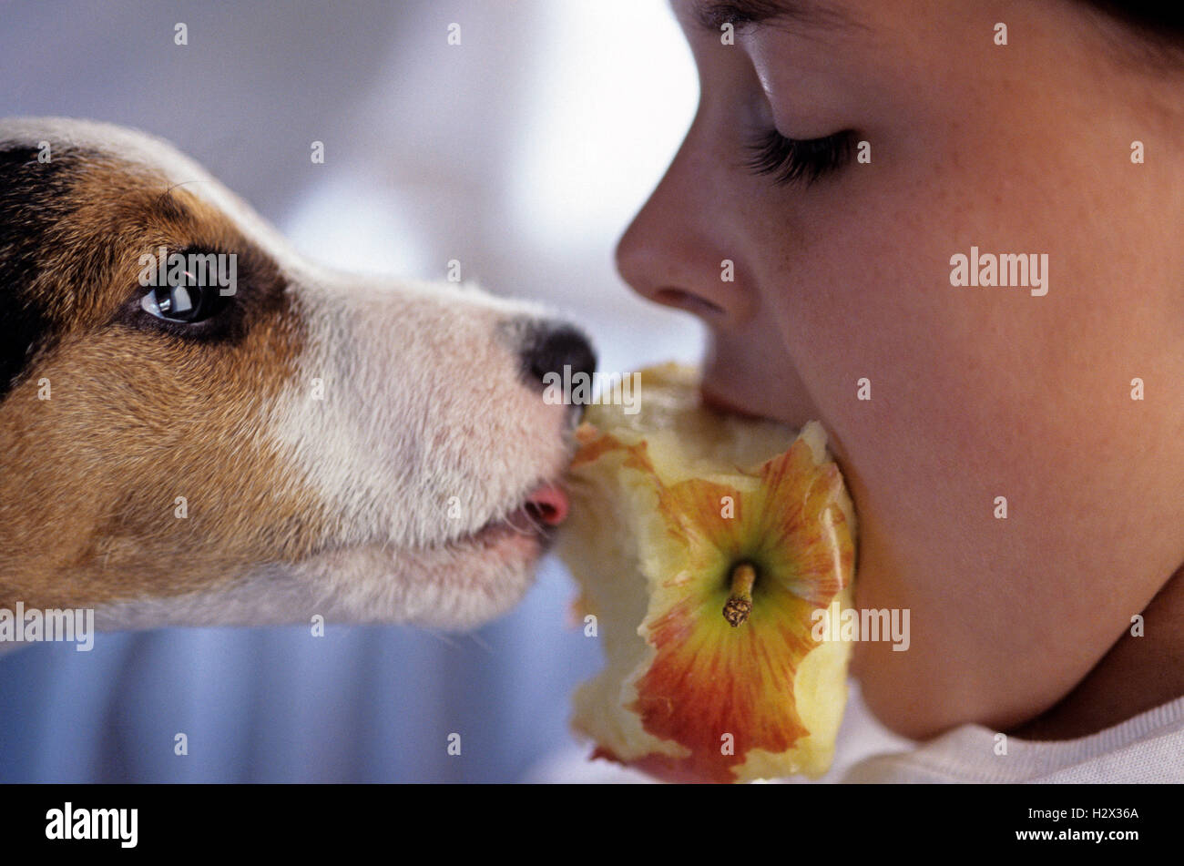 Young girl with her puppy ( Jack Russell Terrier) intensely looking at each other and eating an apple together Stock Photo