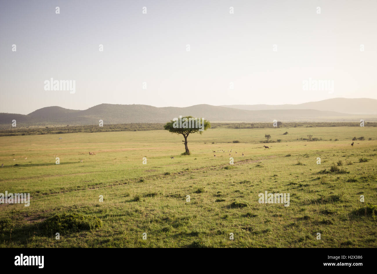Tree in the savanna Stock Photo Alamy
