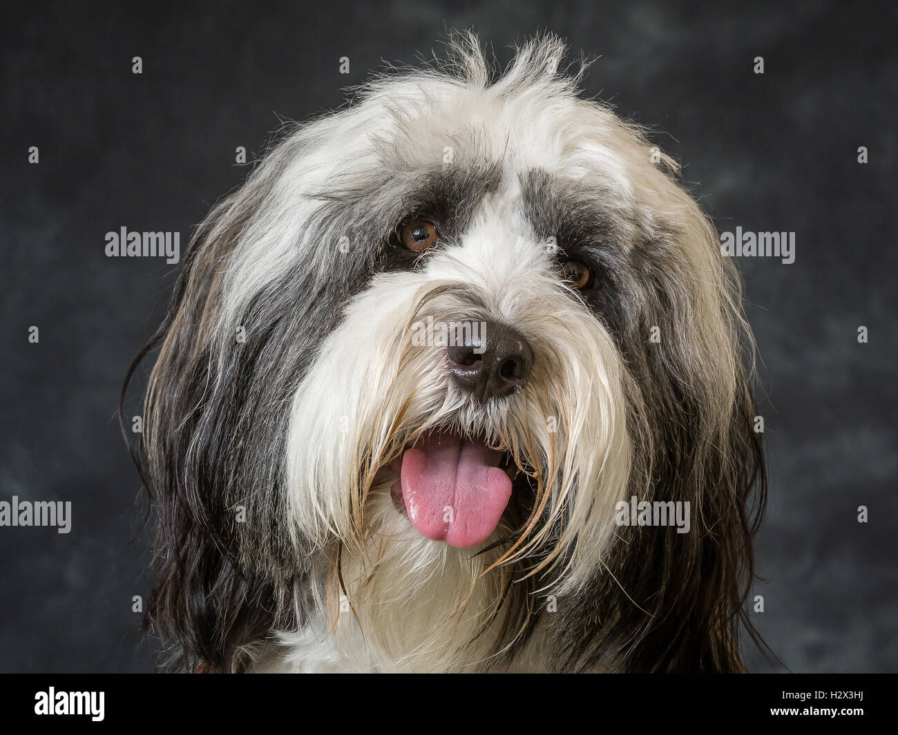 grey tibetan terrier
