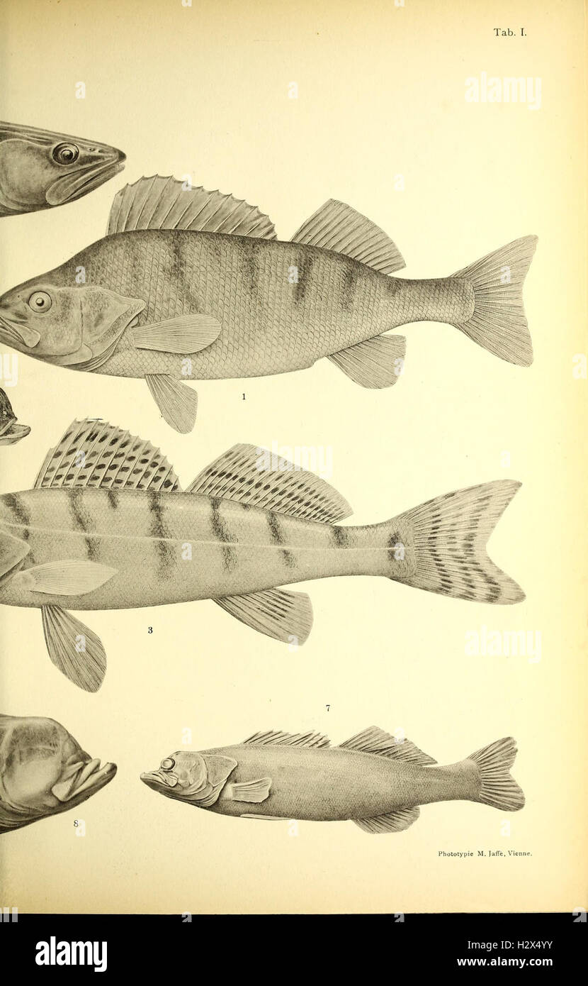 This ichthyological study provides an overview of fish species in ...