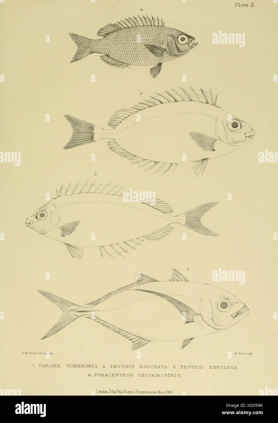 Fishes of Zanzibar BHL63 Stock Photo - Alamy