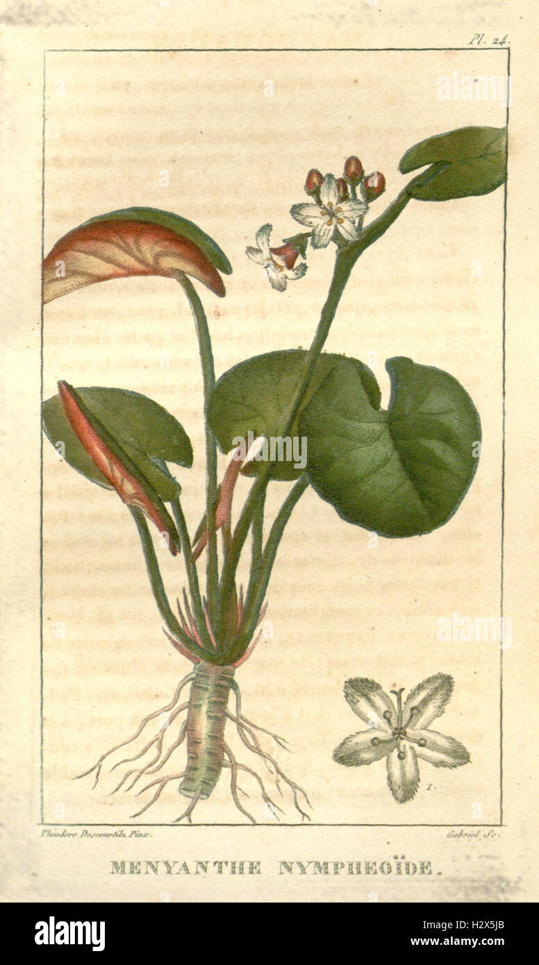 Botanical work details medical hi-res stock photography and images - Alamy
