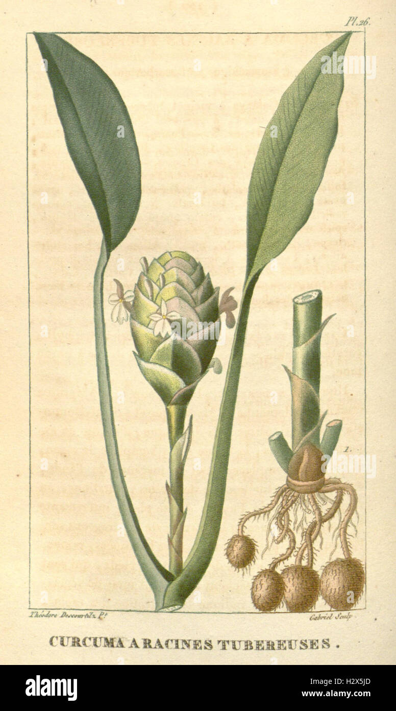 A botanical guide to the medicinal plants of the Caribbean, detailing ...