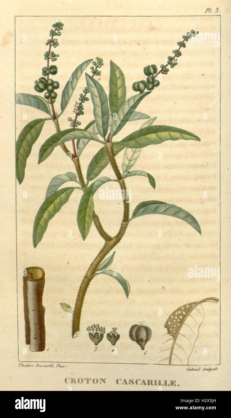 This work focuses on the medicinal plants of the Caribbean, providing ...
