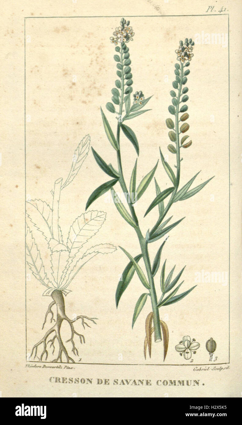 A medical flora of the Caribbean, detailing common plants and their ...
