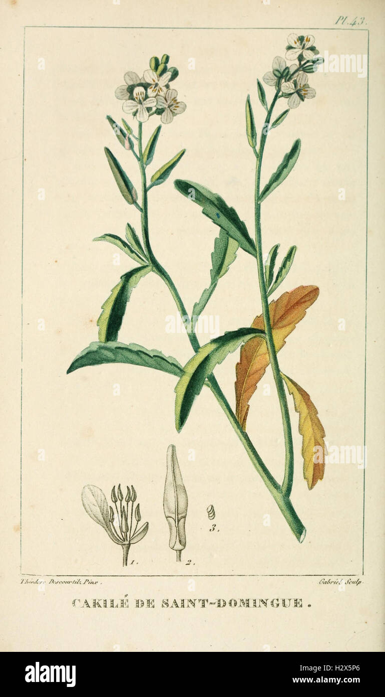 A picturesque and medical flora of the Caribbean, illustrating the ...