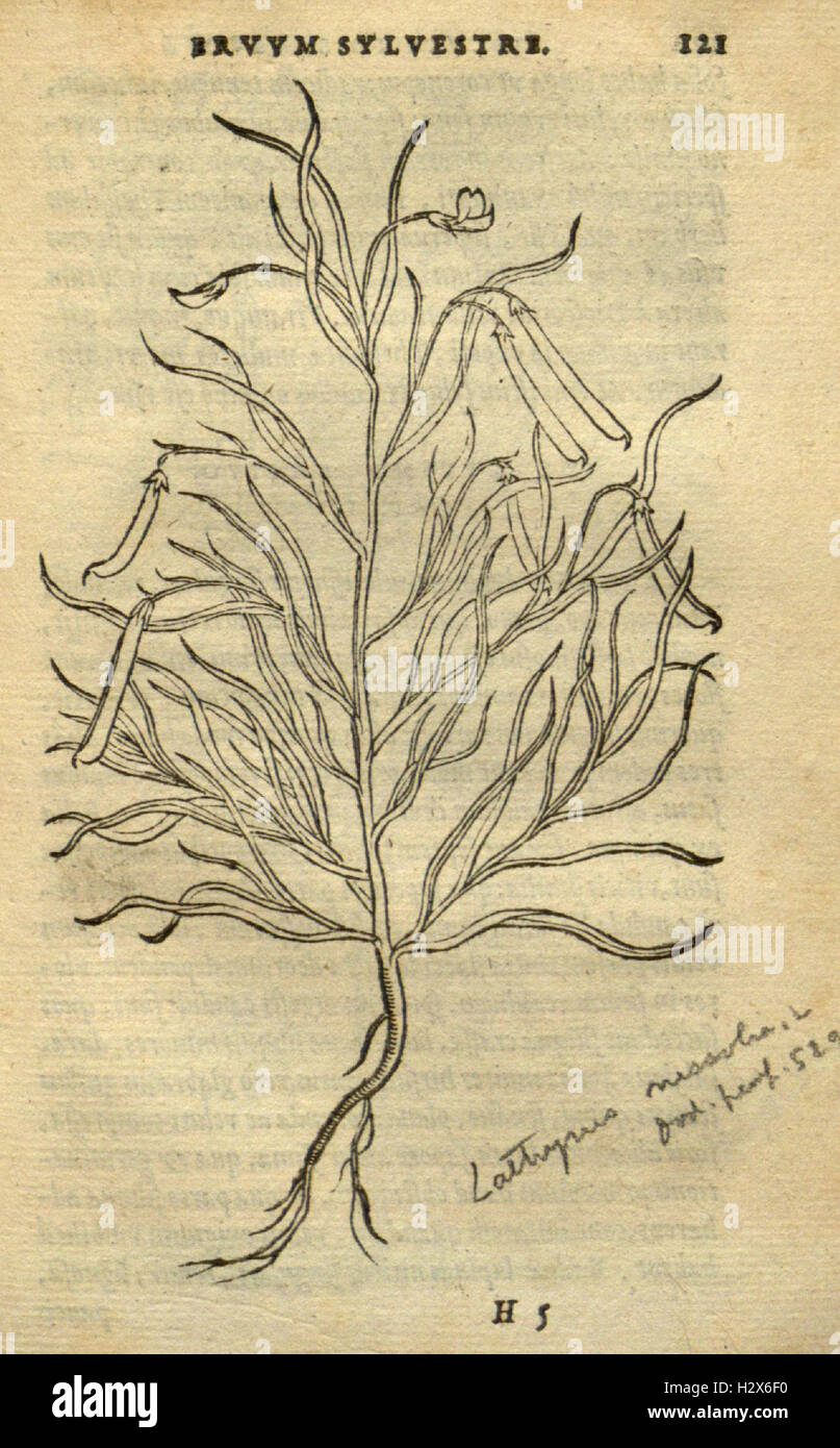 Frumentorum, Leguminum, palustrium et aquatilium herbarum (Page 121) BHL73 Stock Photo