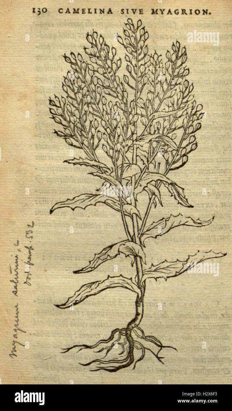 Frumentorum, Leguminum, palustrium et aquatilium herbarum (Page 130) BHL73 Stock Photo