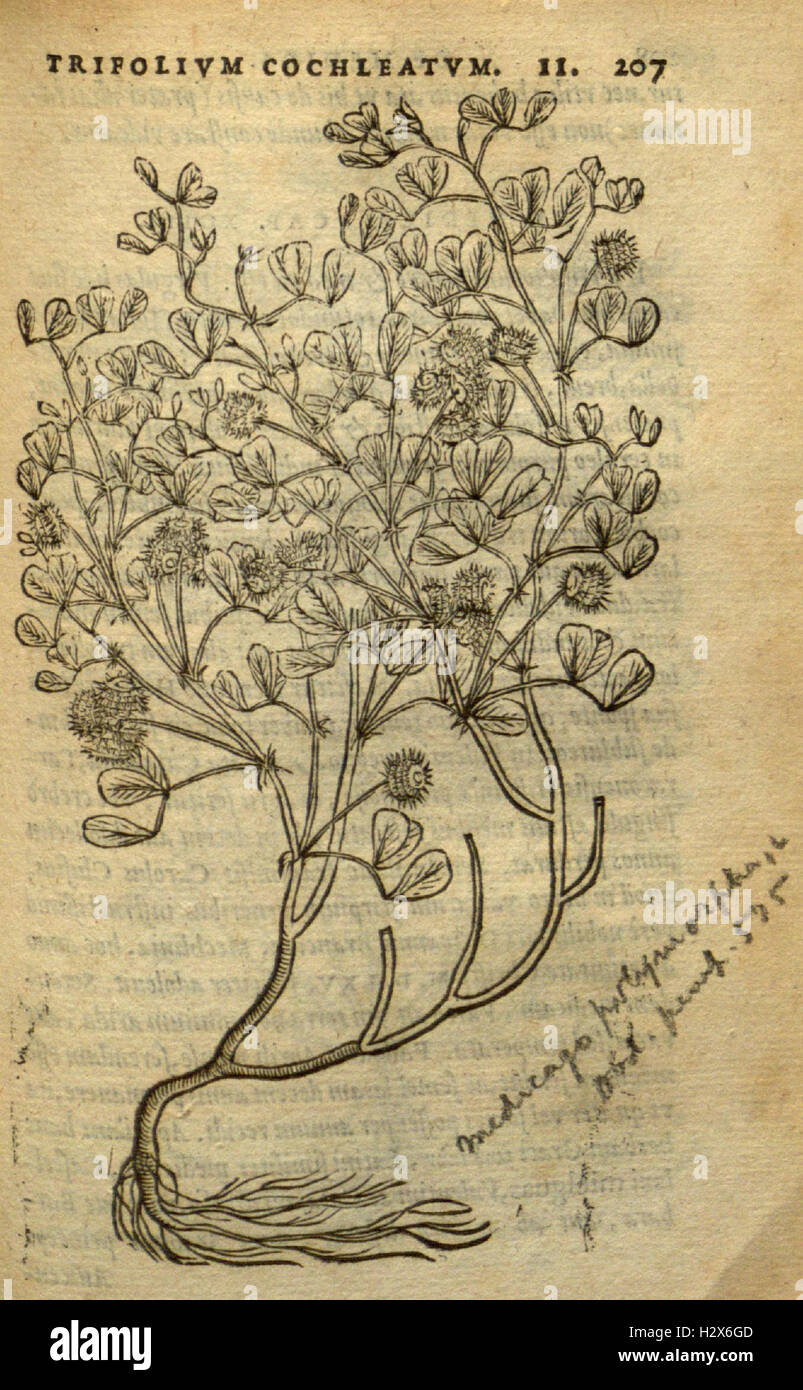 This botanical work focuses on the study of cereals, legumes, marsh ...