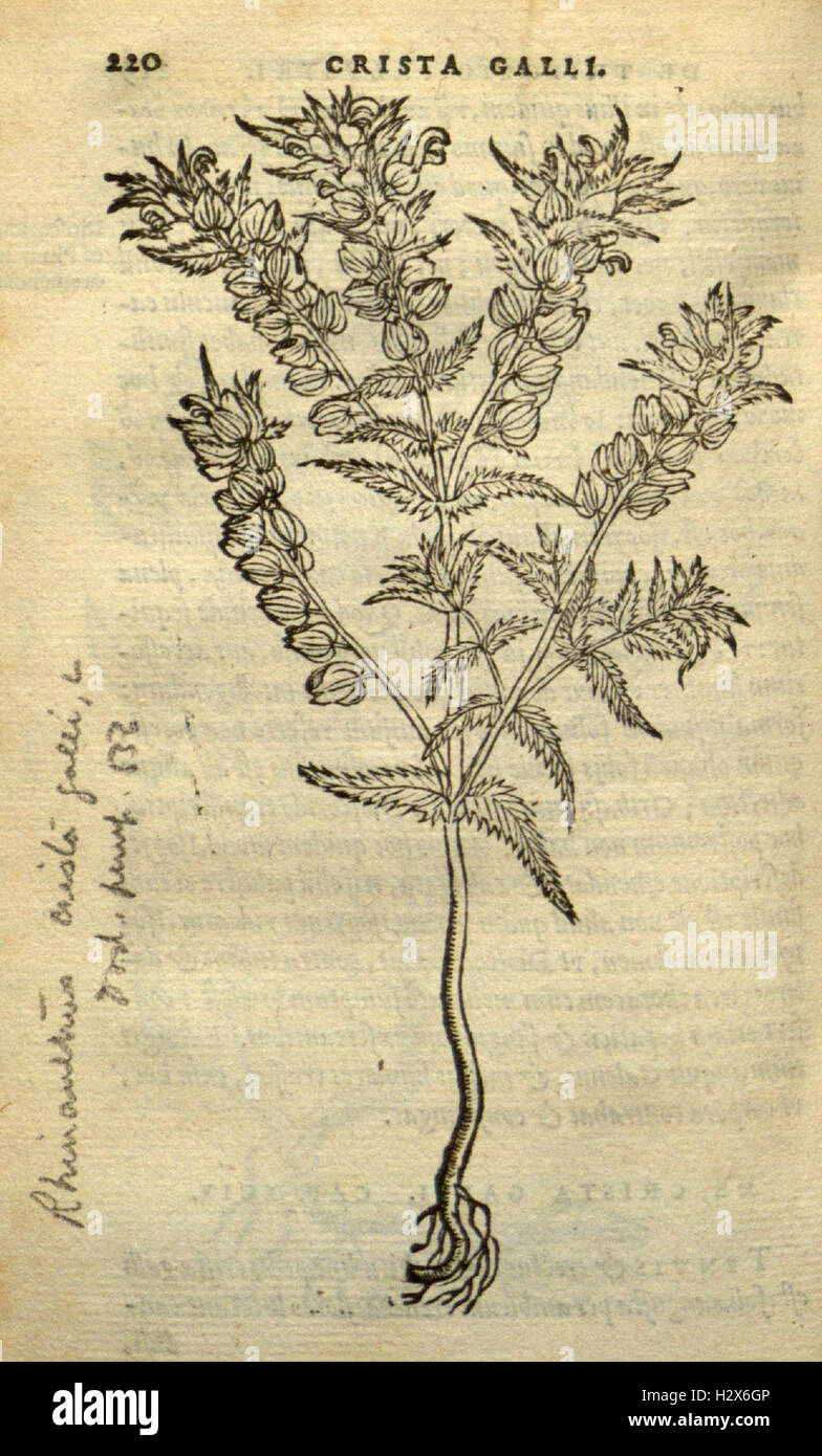 Frumentorum, Leguminum, palustrium et aquatilium herbarum (Page 220) BHL73 Stock Photo