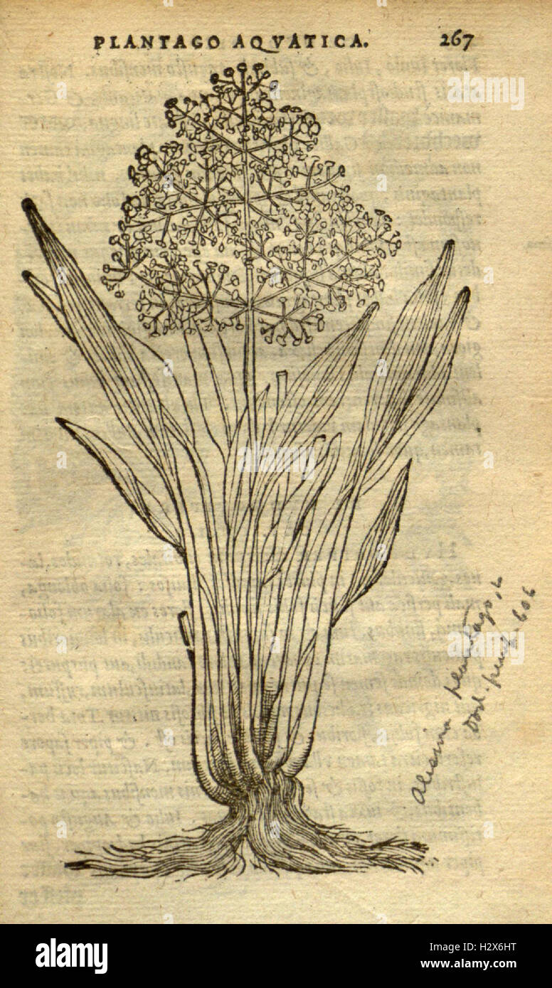 Frumentorum, Leguminum, palustrium et aquatilium herbarum (Page 267) BHL73 Stock Photo
