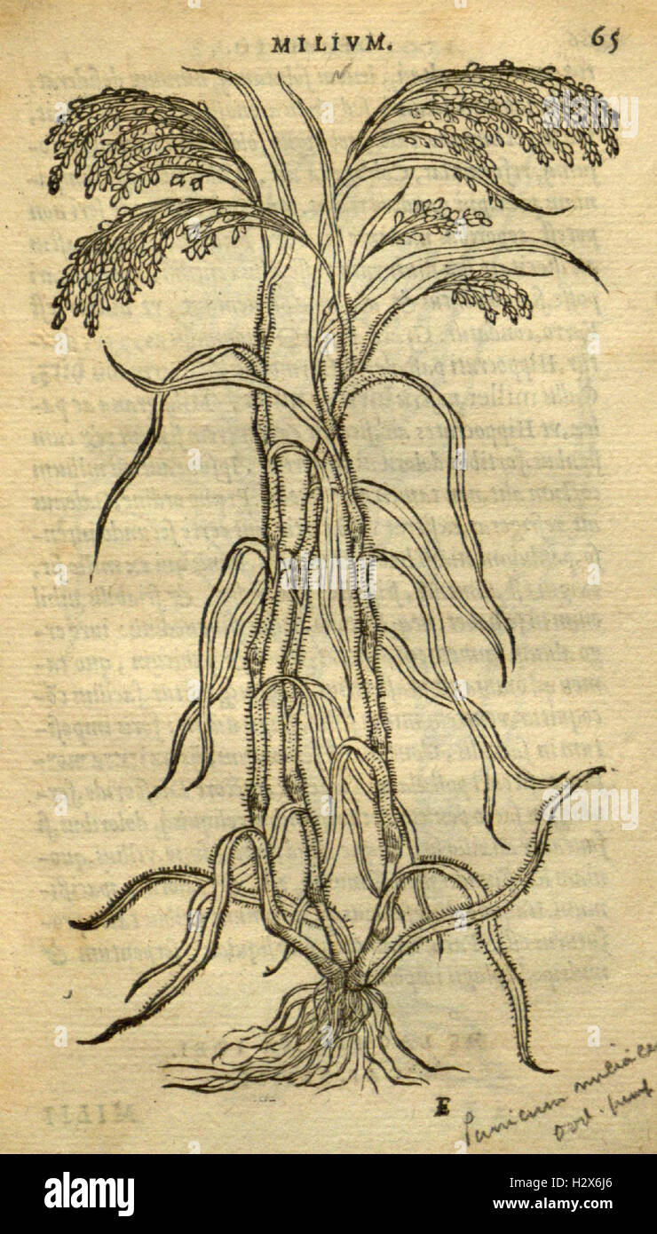 Frumentorum, Leguminum, palustrium et aquatilium herbarum (Page 65) BHL73 Stock Photo
