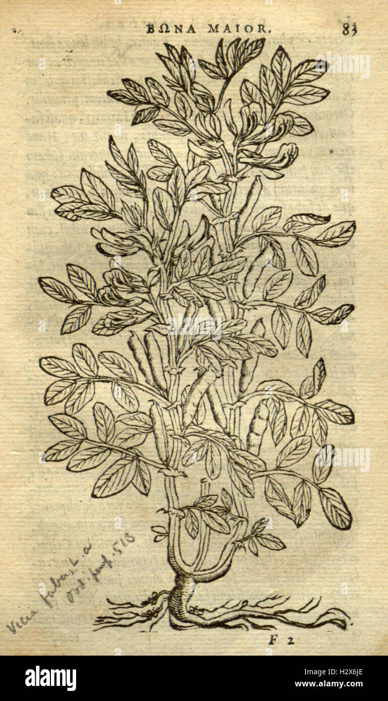 Frumentorum, Leguminum, palustrium et aquatilium herbarum (Page 83) BHL73 Stock Photo