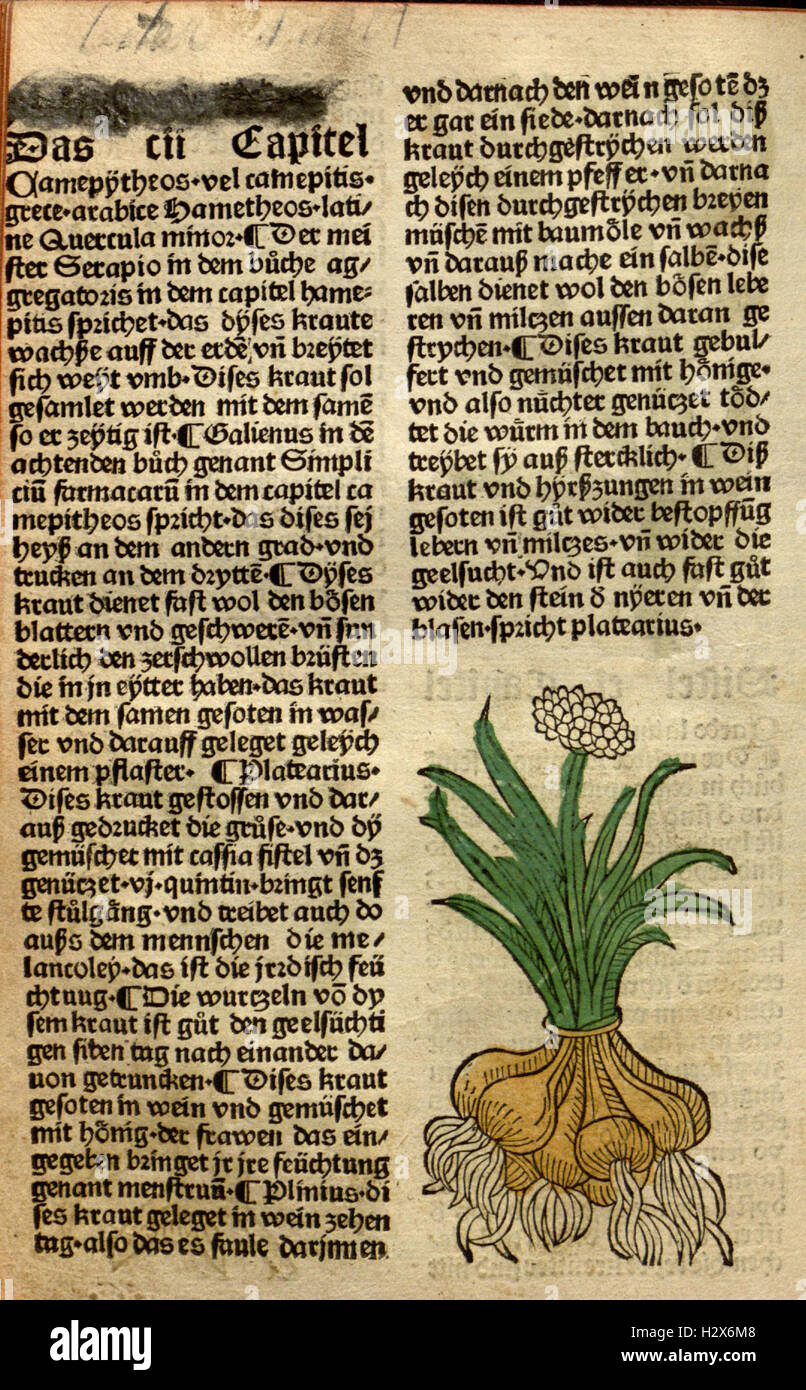 Gart der Gesundheit (Page (137)) BHL62 Stock Photo Alamy