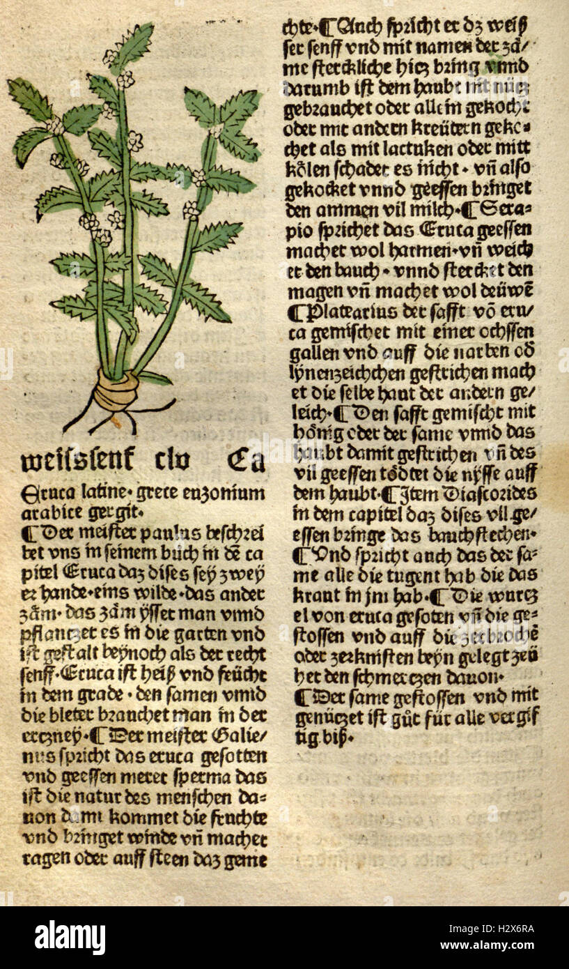 Gart der Gesundheit (Page (197)) BHL62 Stock Photo Alamy