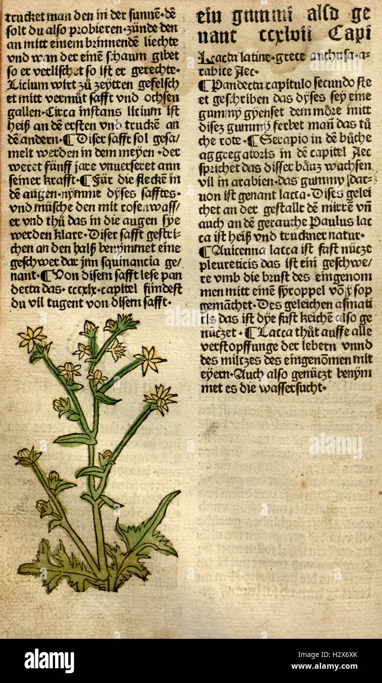 Gart der Gesundheit (Page (276)) BHL62 Stock Photo Alamy