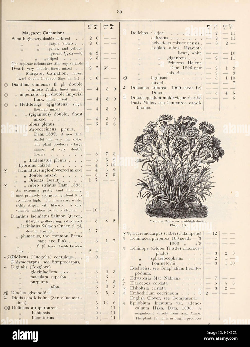 General price list of vegetable, farm, tree, conifer, palm, flower and other seeds, canna roots, Italian fruit trees, plants, novelties of seeds and c. and c (Page 35) BHL451 Stock Photo
