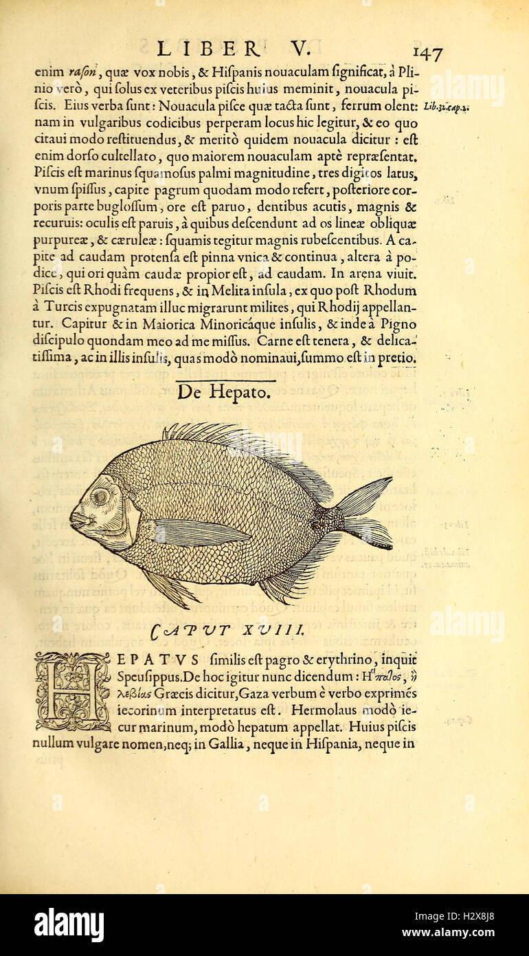 Gvlielmi Rondeletii ... Libri de piscibus marinis (Page 147) BHL417 Stock Photo