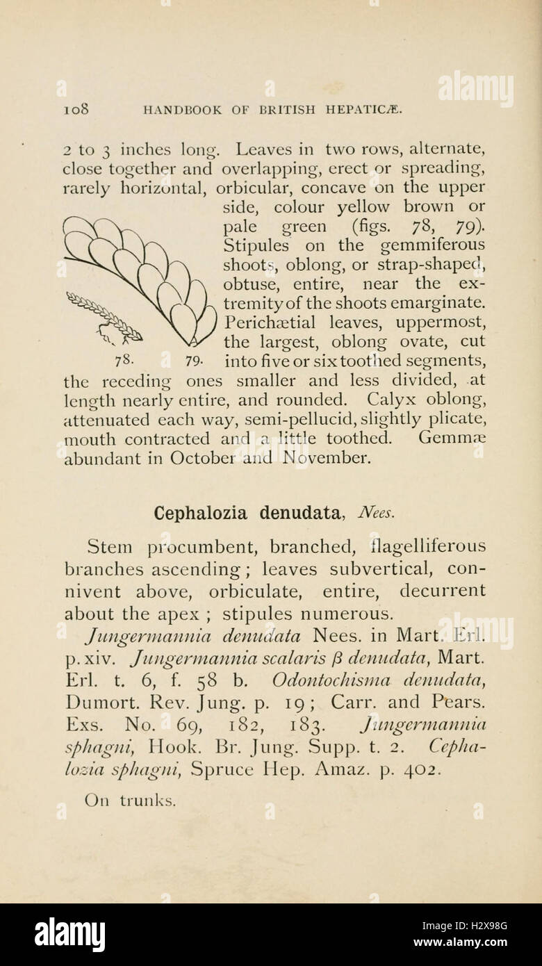Handbook of British Hepatic containing descriptions and figures of the indigenous species of Marchantia, Jungermannia, Riccia, and Anthoceros (Page 108) BHL229 Stock Photo