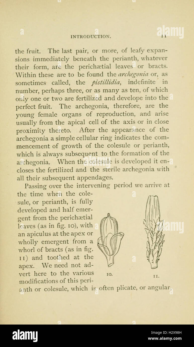 Handbook of British Hepatic containing descriptions and figures of the indigenous species of Marchantia, Jungermannia, Riccia, and Anthoceros (Page 11) BHL229 Stock Photo
