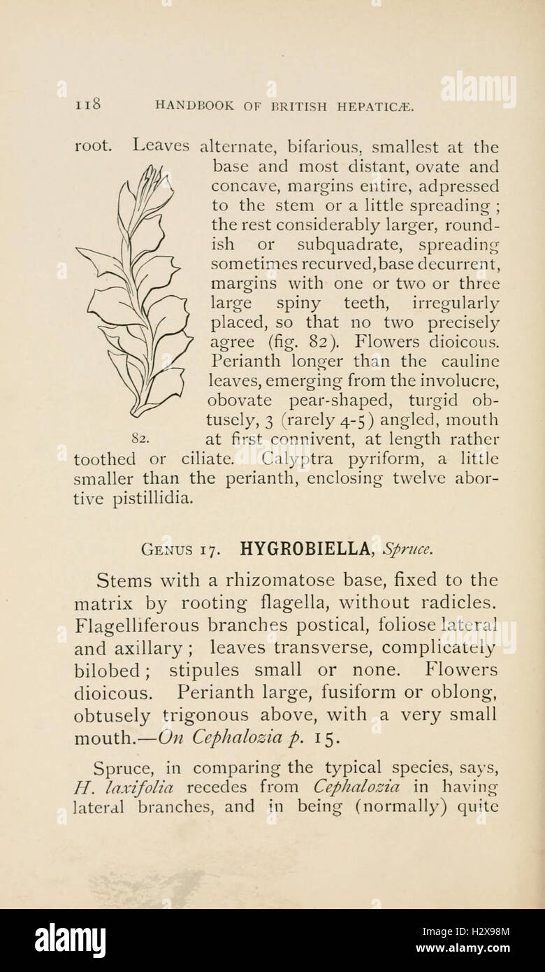 Handbook of British Hepatic containing descriptions and figures of the indigenous species of Marchantia, Jungermannia, Riccia, and Anthoceros (Page 118) BHL229 Stock Photo