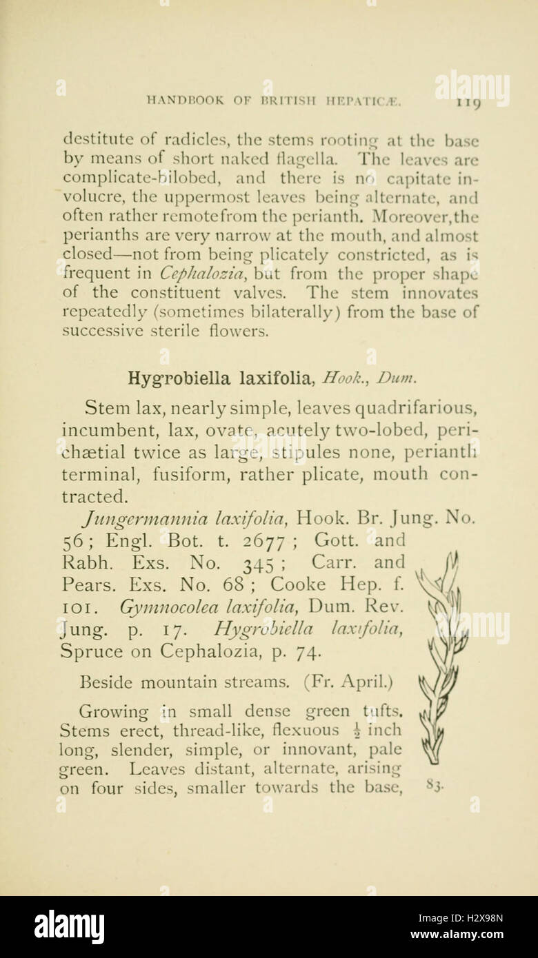 Handbook of British Hepatic containing descriptions and figures of the indigenous species of Marchantia, Jungermannia, Riccia, and Anthoceros (Page 119) BHL229 Stock Photo