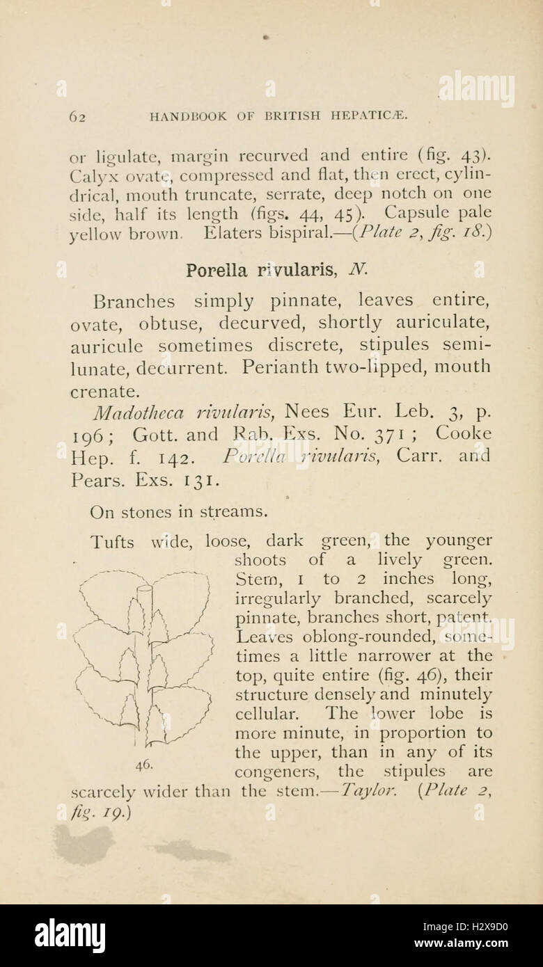 Handbook of British Hepatic containing descriptions and figures of the indigenous species of Marchantia, Jungermannia, Riccia, and Anthoceros (Page 62) BHL229 Stock Photo