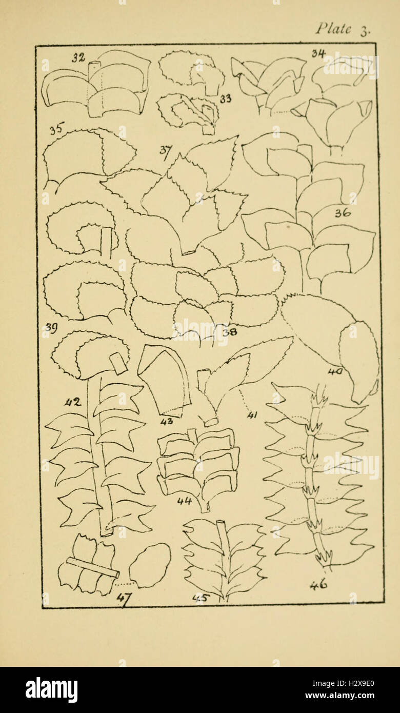 Handbook of British Hepatic containing descriptions and figures of the indigenous species of Marchantia, Jungermannia, Riccia, and Anthoceros BHL229 Stock Photo