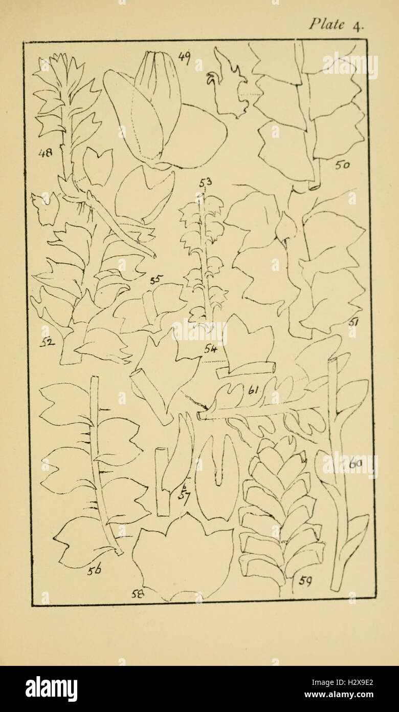 Handbook of British Hepatic containing descriptions and figures of the indigenous species of Marchantia, Jungermannia, Riccia, and Anthoceros BHL229 Stock Photo
