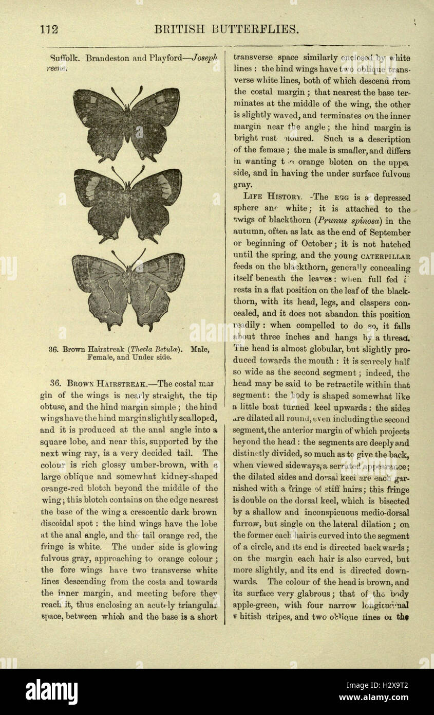 An illustrated guide to British butterflies and moths, detailing their ...