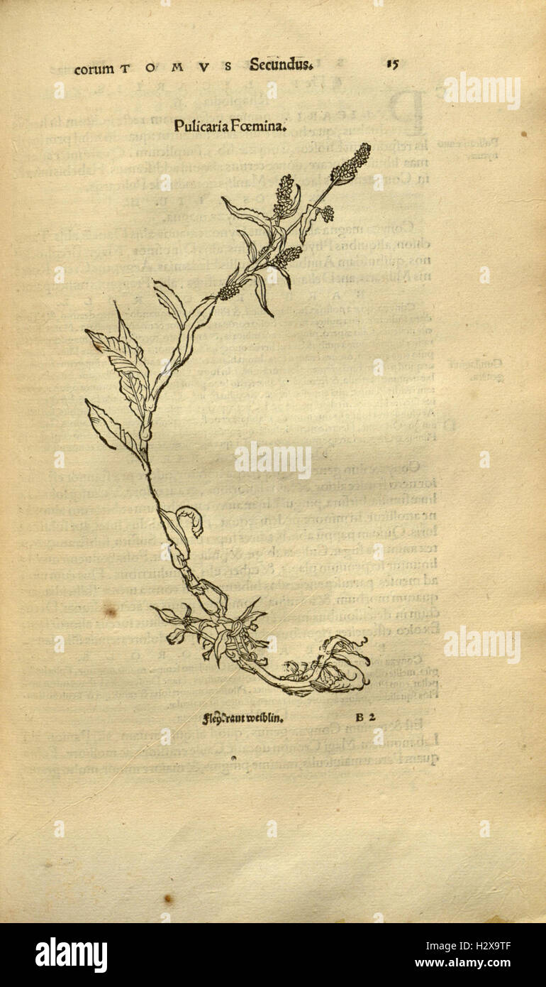 Herbarum vivae eicones ad naturae imitationem (Page 14) BHL92 Stock Photo