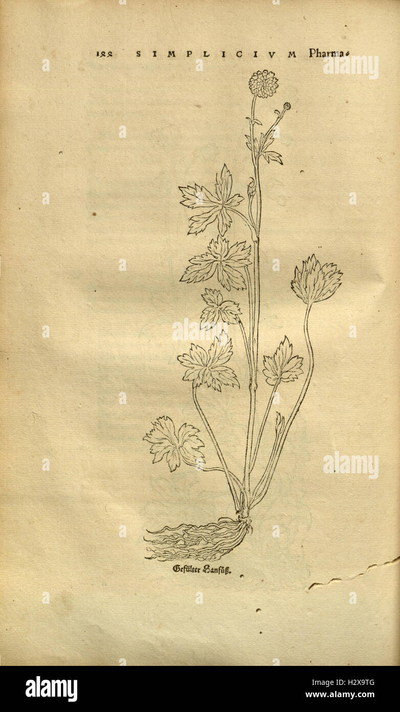 Herbarum vivae eicones ad naturae imitationem (Page 143) BHL92 Stock Photo