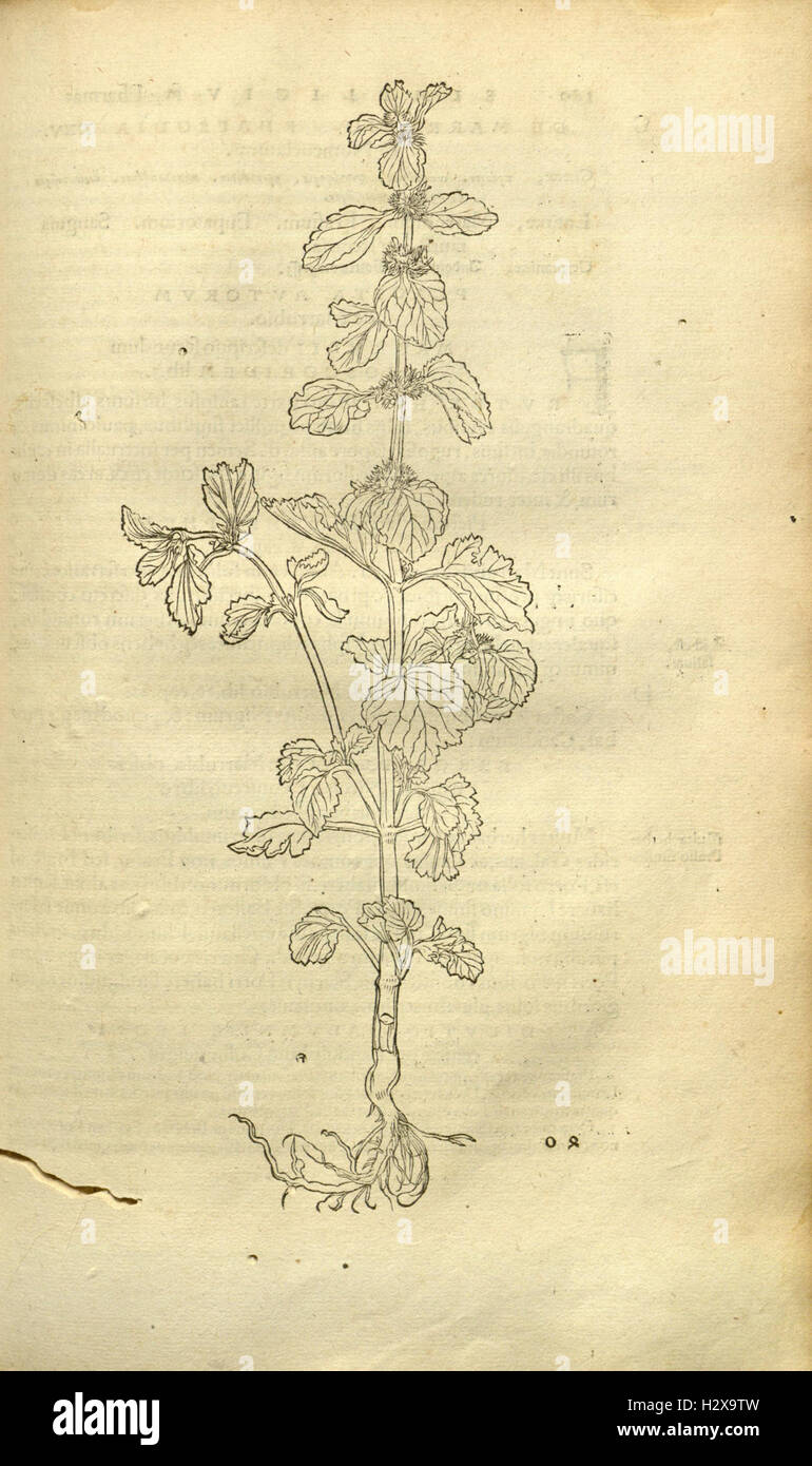 Herbarum vivae eicones ad naturae imitationem (Page 158) BHL92 Stock Photo