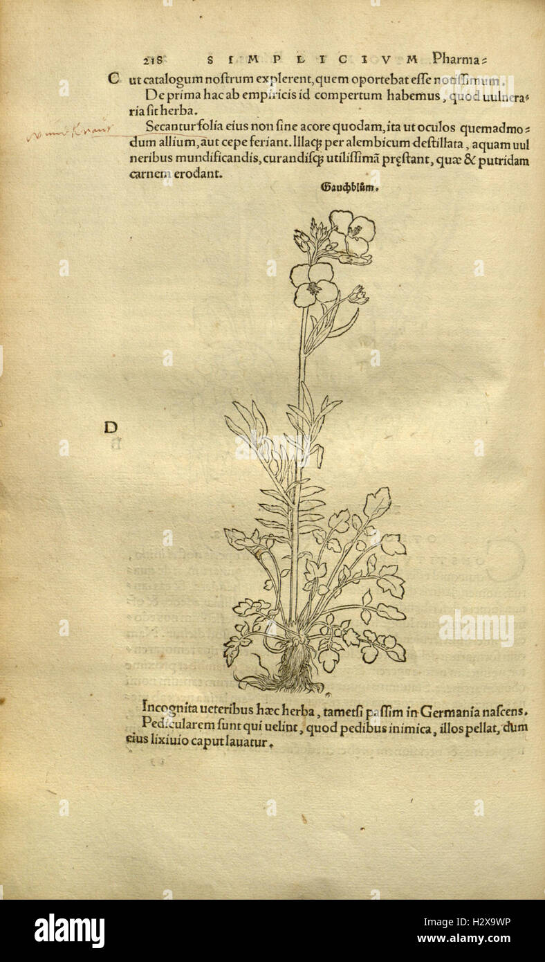 Herbarum vivae eicones ad naturae imitationem (Page 217) BHL92 Stock Photo