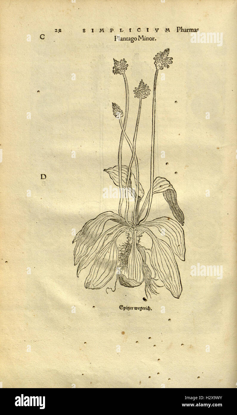 Herbarum vivae eicones ad naturae imitationem (Page 23) BHL92 Stock Photo